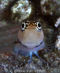 Blenny taken at Sharksbay with E300 and 105mm lens.
 by Nikki Van Veelen 